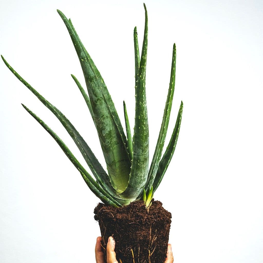 Aloe vera