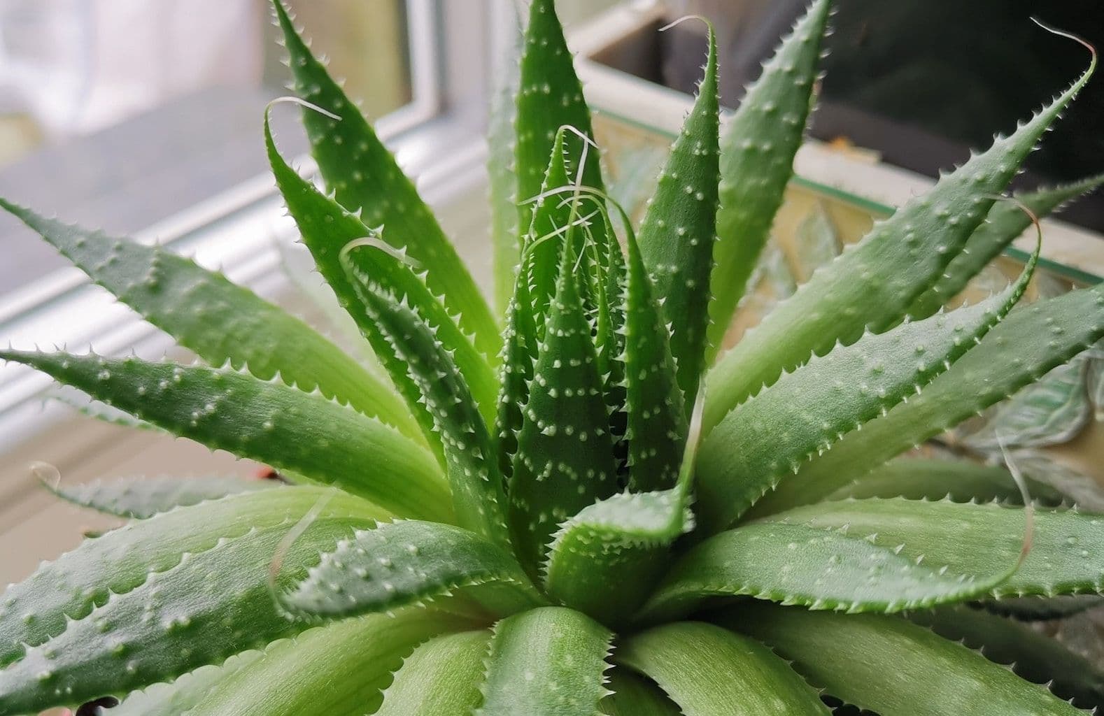 Aloe vera