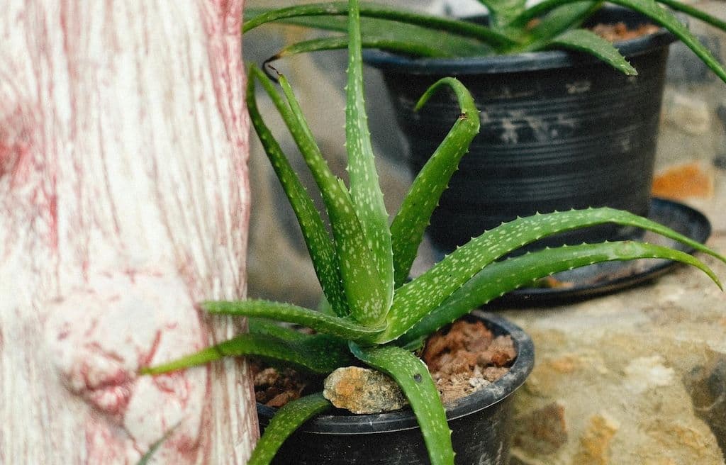 Un aloe vera en pot laissé à l'extérieur