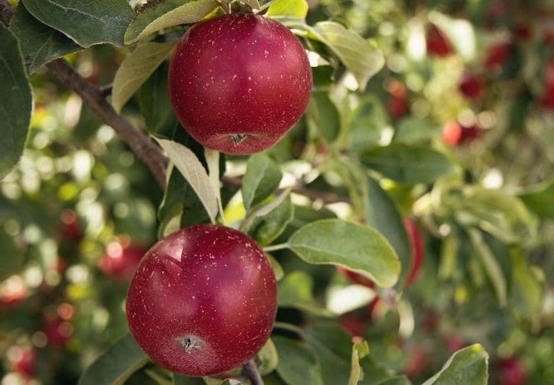 Pommier avec deux pommes rouges