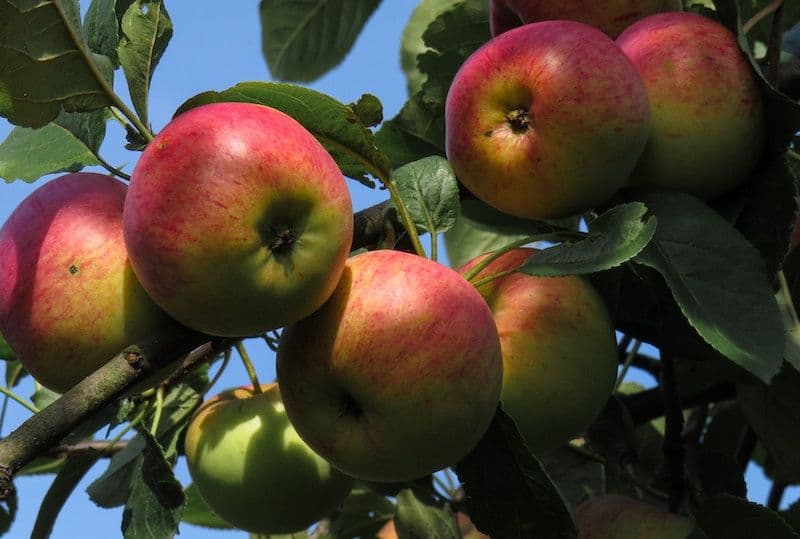 Pommier avec des pommes