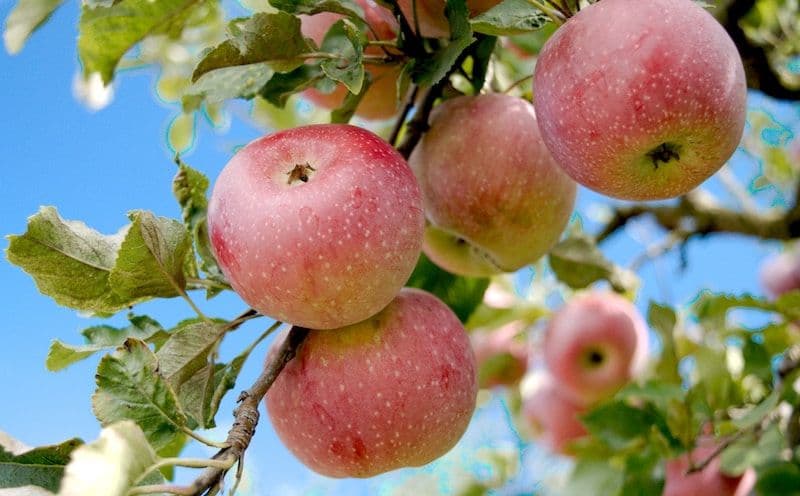 Pommier avec plusieurs pommes