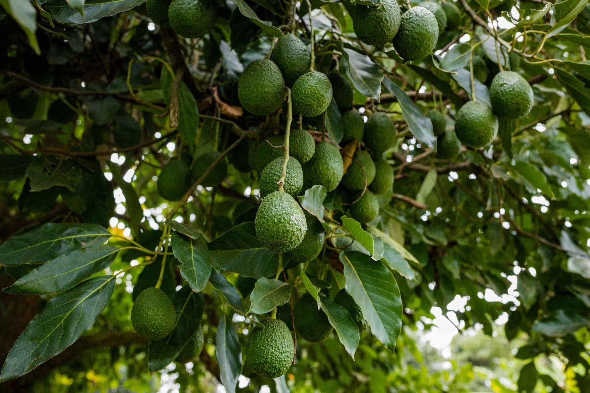 Comment planter un avocatier en pleine terre