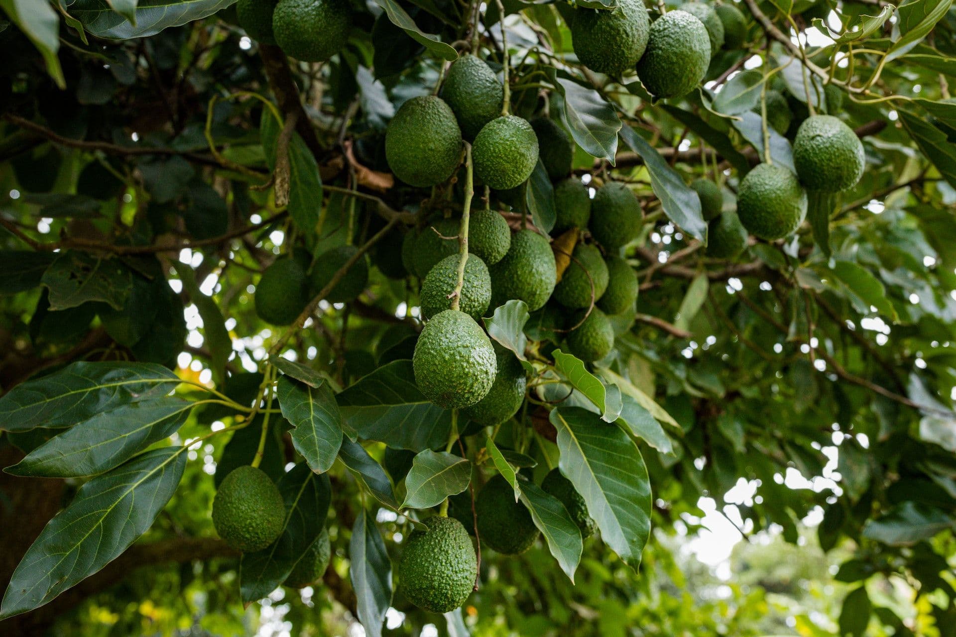 Avocatier avec des fruits