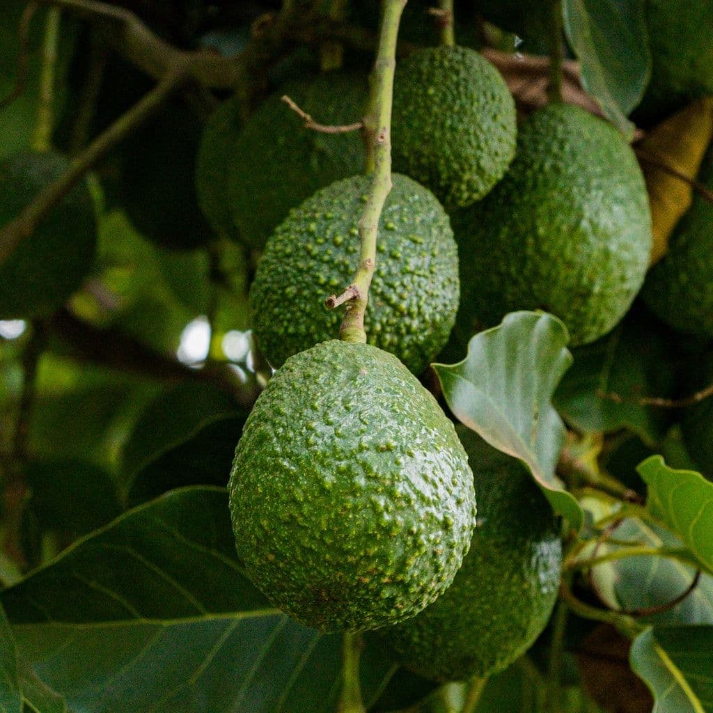 Avocat sur avocatier