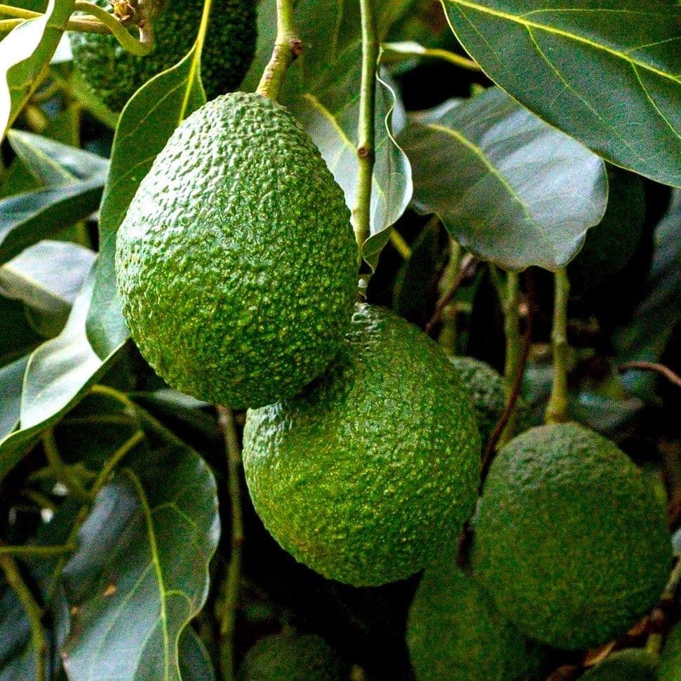 Pourquoi mon avocatier a les feuilles marrons