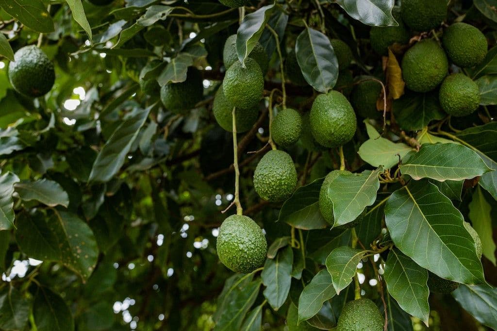 Avocatier qui était en pot