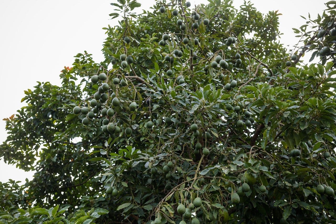 Pourquoi mon avocatier a les feuilles tombantes — free download