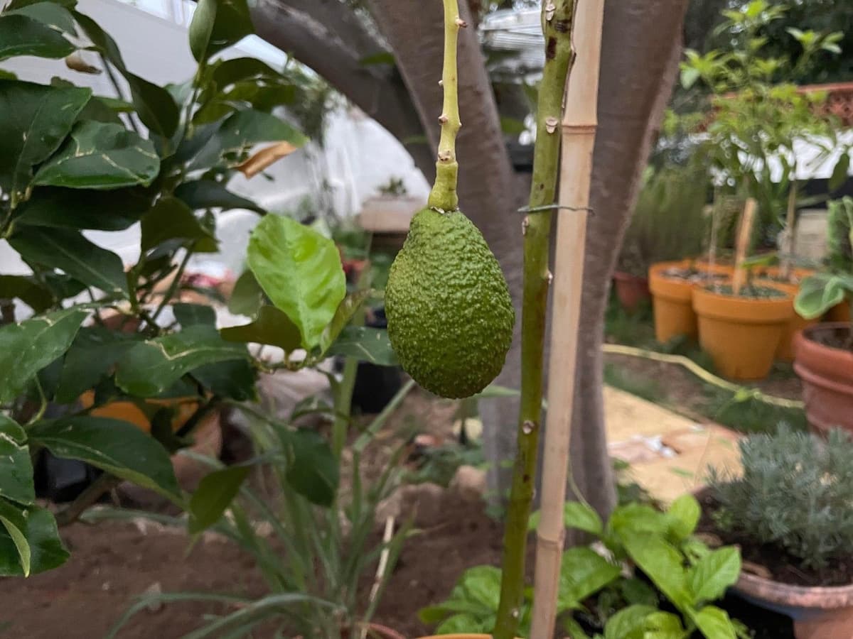 Pourquoi mon avocatier a les feuilles tombantes — free download