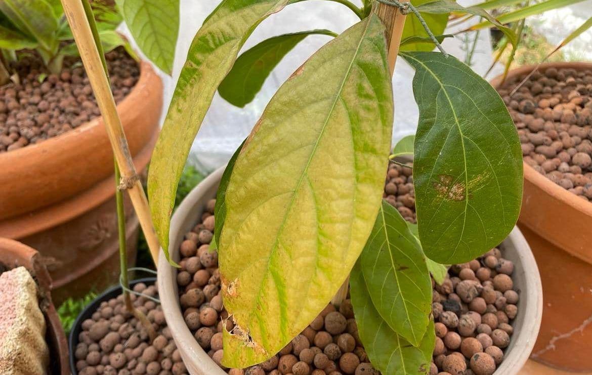 avocatier feuilles marrons