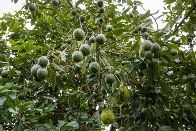 comment-planter-un-avocatier-en-pleine-terre