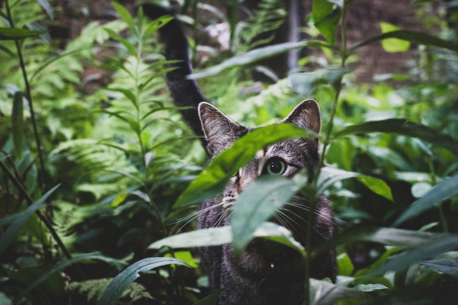 avocatier toxique pour chat