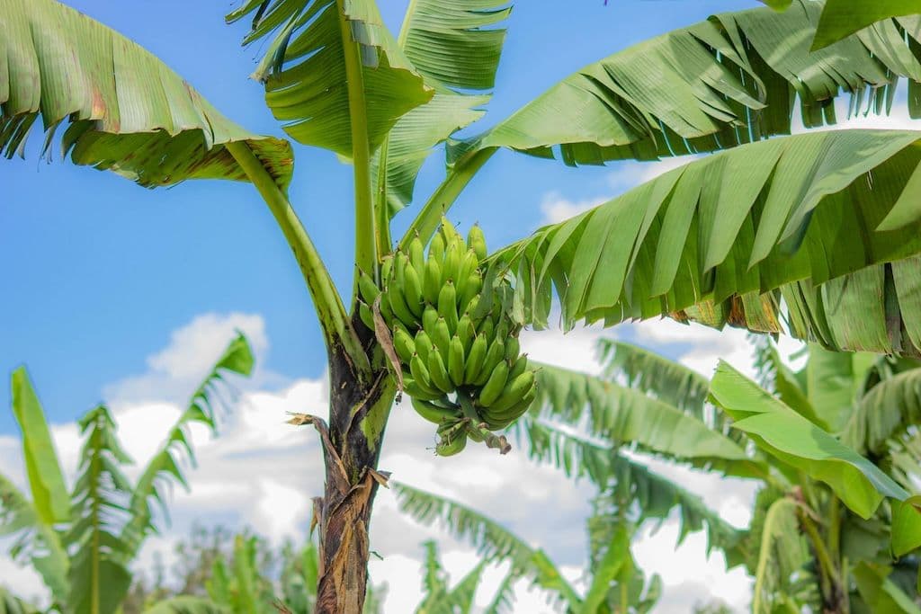 Bananier avec des bananes