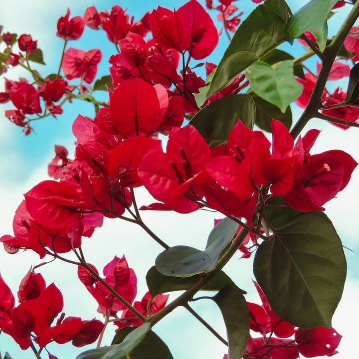 Bougainvillier Rouge