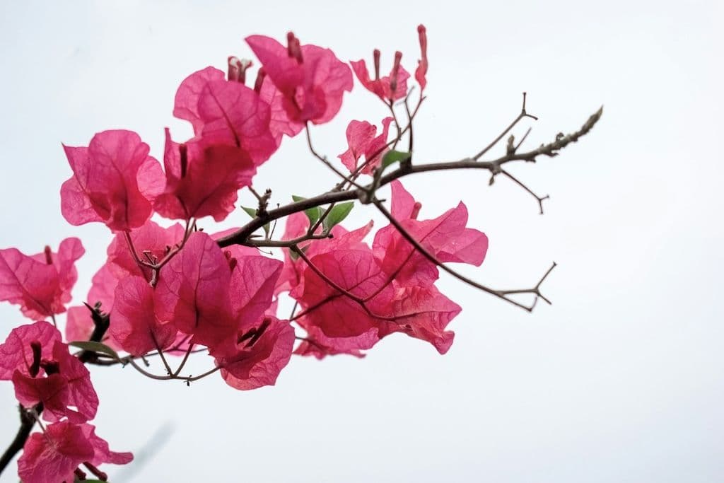 Branche de Bougainvillier en hauteur