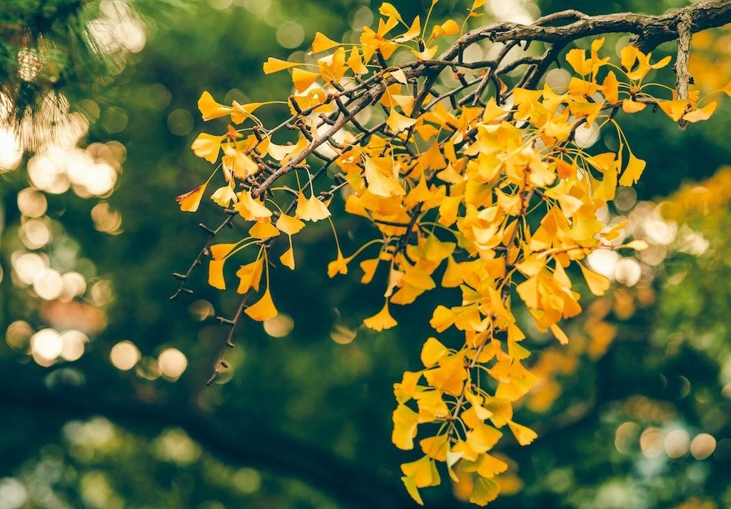 Une branche de Ginkgo Biloba avec des feuilles jaunes