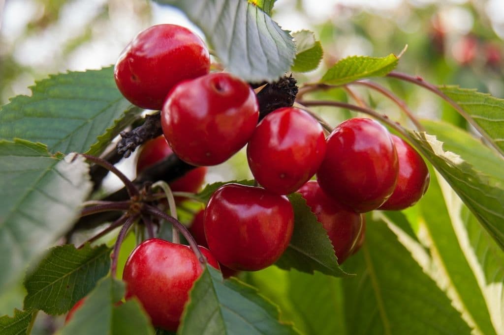 Branche de cerisier avec de nombreux fruits