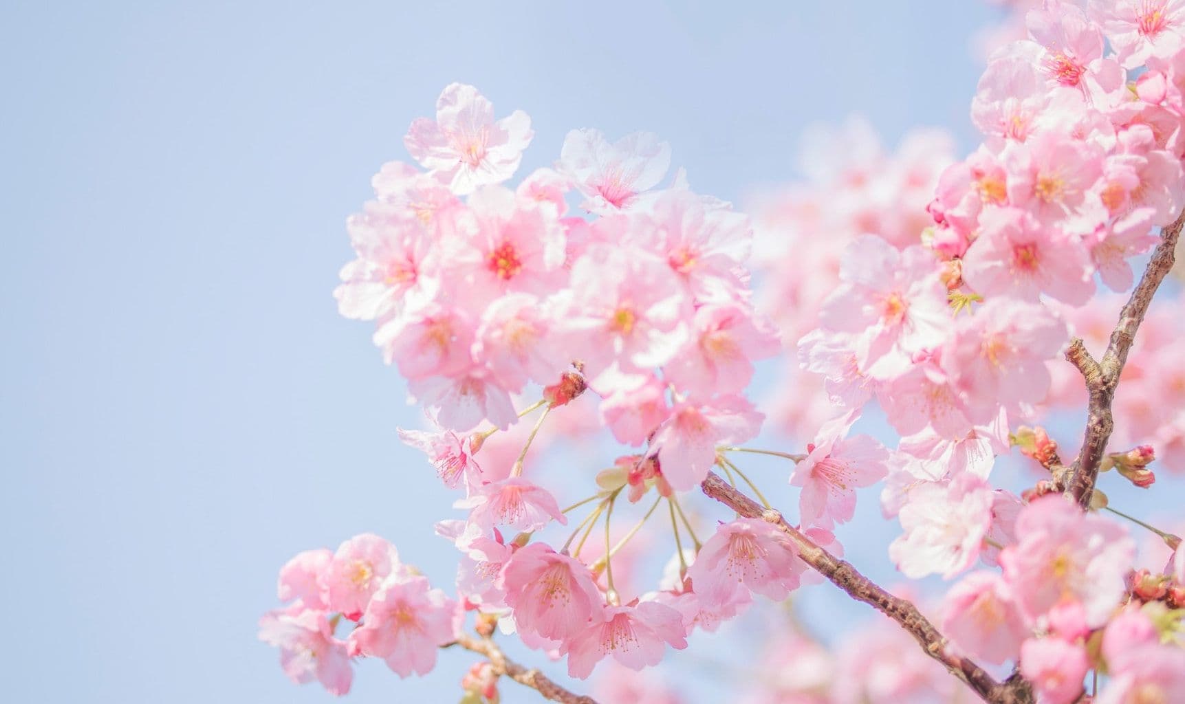 Cerisier du Japon, Sakura