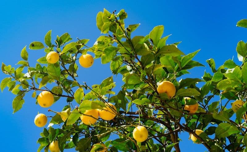 Citronnier planté au printemps