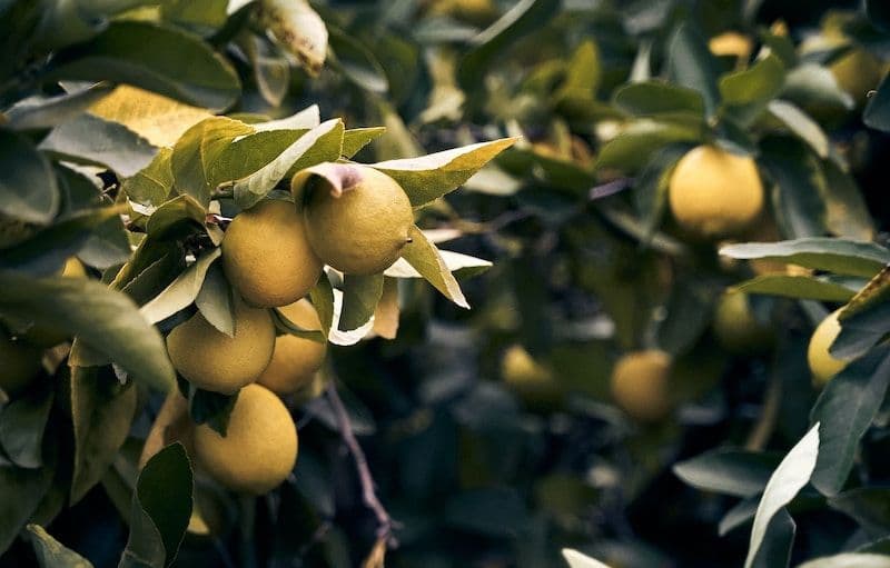 Citrons jaunes sur Citronnier