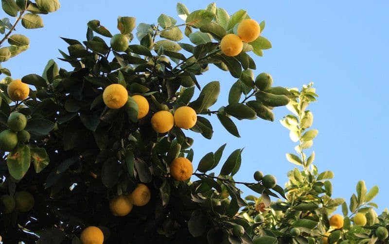 Citronnier bien taillé