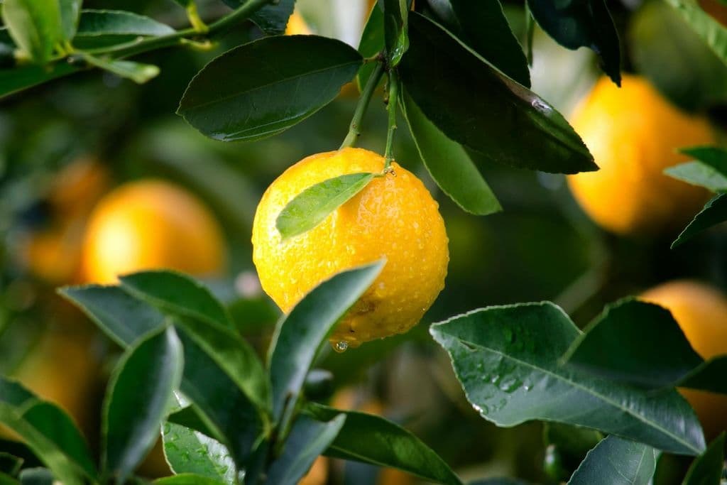 Comment planter un Citronnier en pot ou en pleine terre