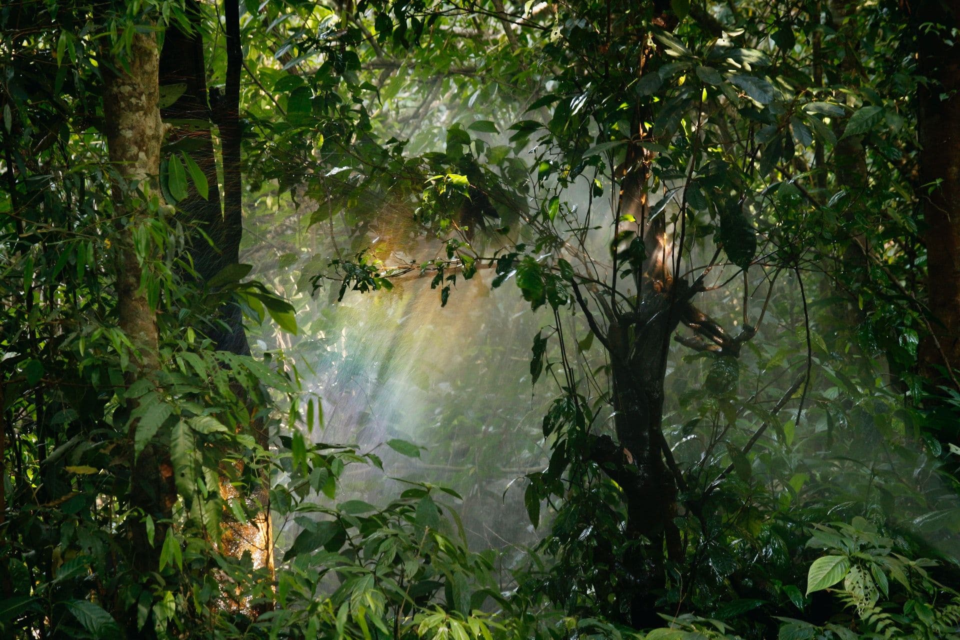 Climat pour l'avocatier