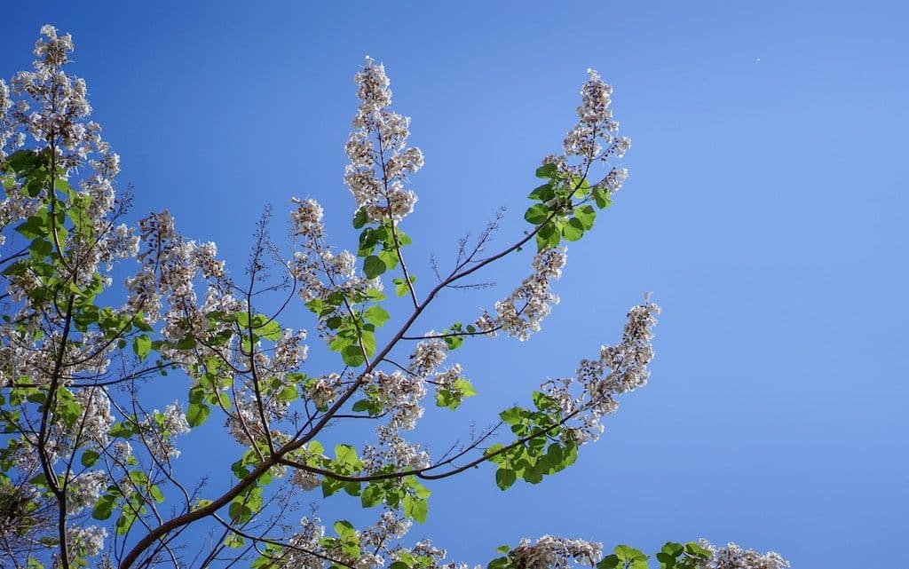 Paulownia