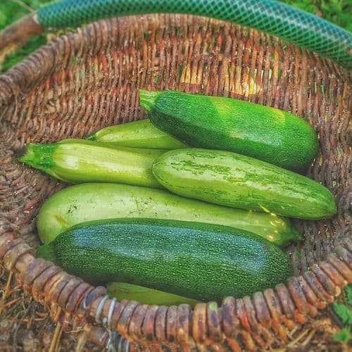 Arbres, arbustes et plantes à acheter en ligne 🌱