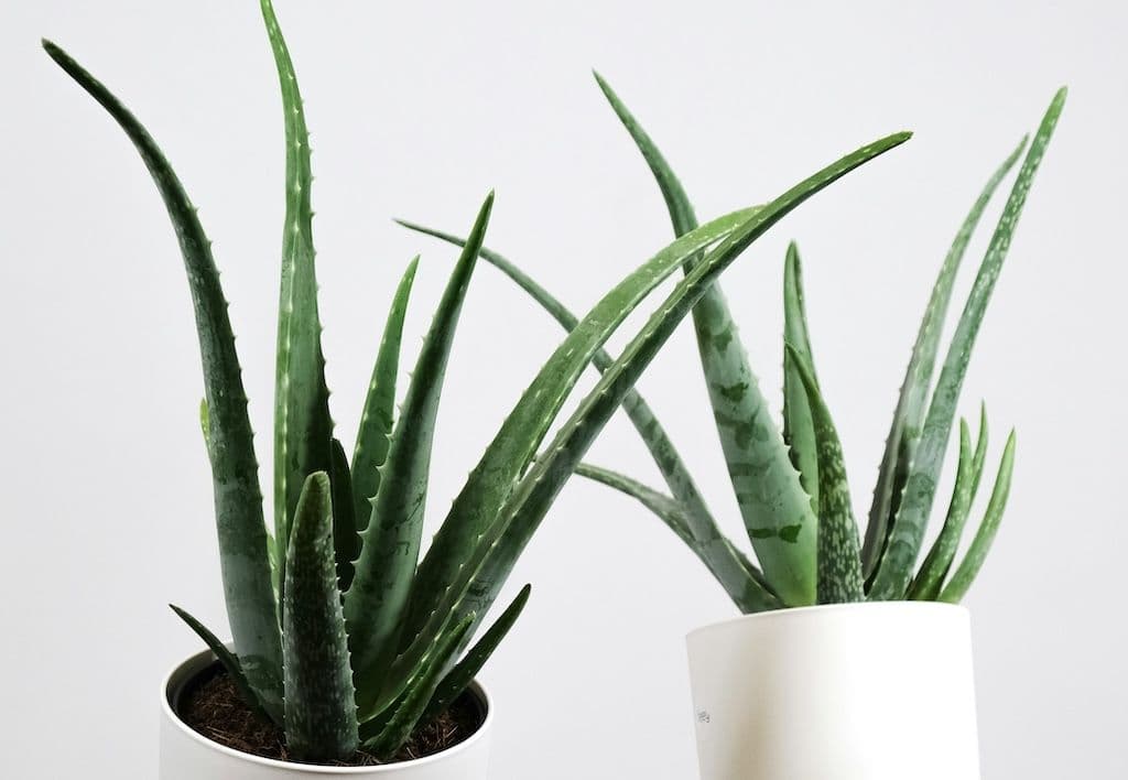 Deux aloe veras bouturés dans des pots blancs