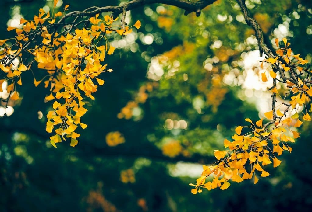 Deux branches de Ginkgo Biloba en automne