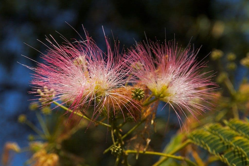 Deux fleurs d'Albizia