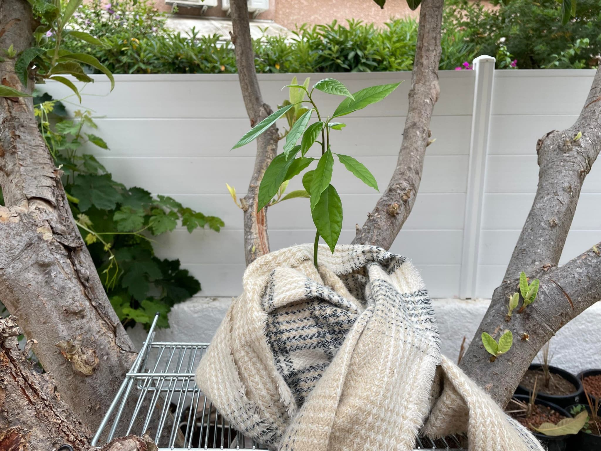 Pourquoi mon avocatier a les feuilles marrons