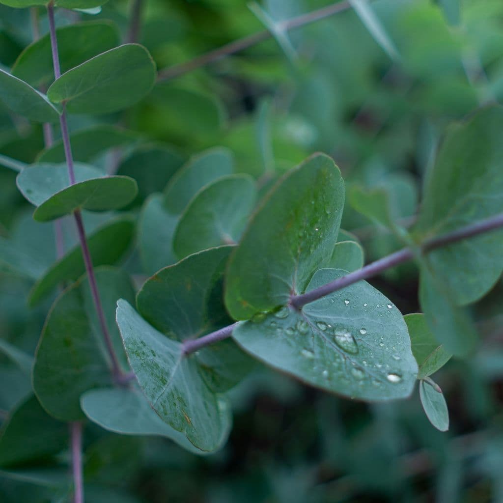 Eucalyptus Gommier