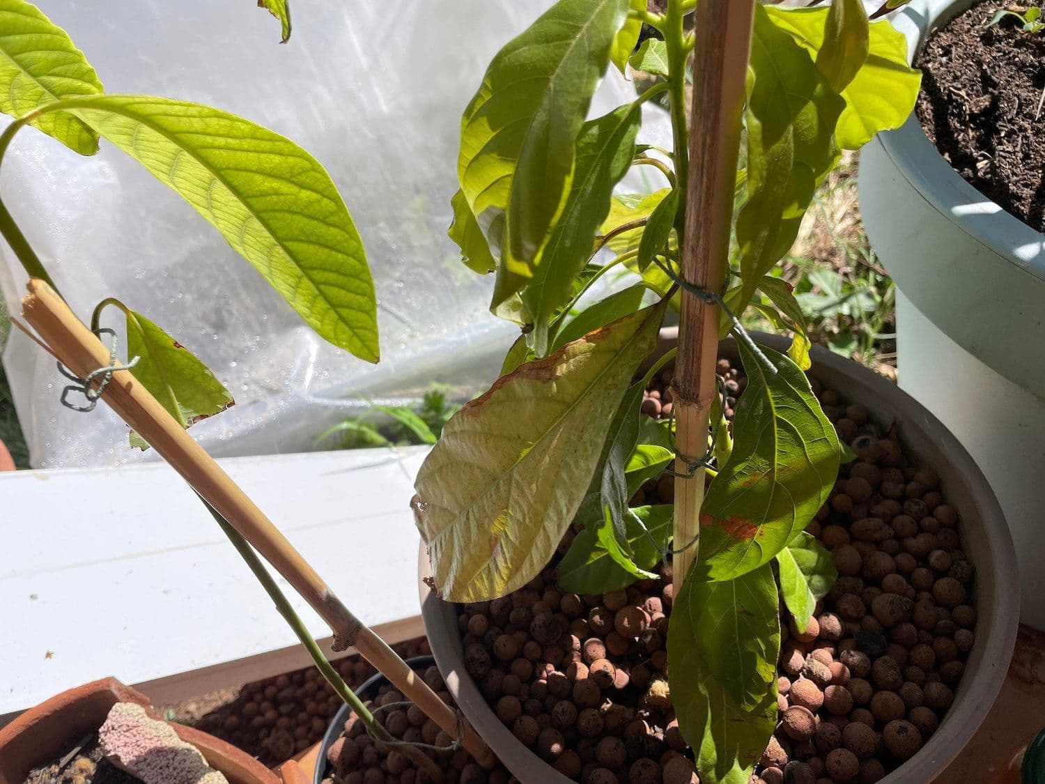 Pourquoi mon avocatier a les feuilles tombantes — free download