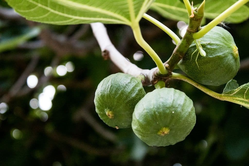 Figuier avec trois figues