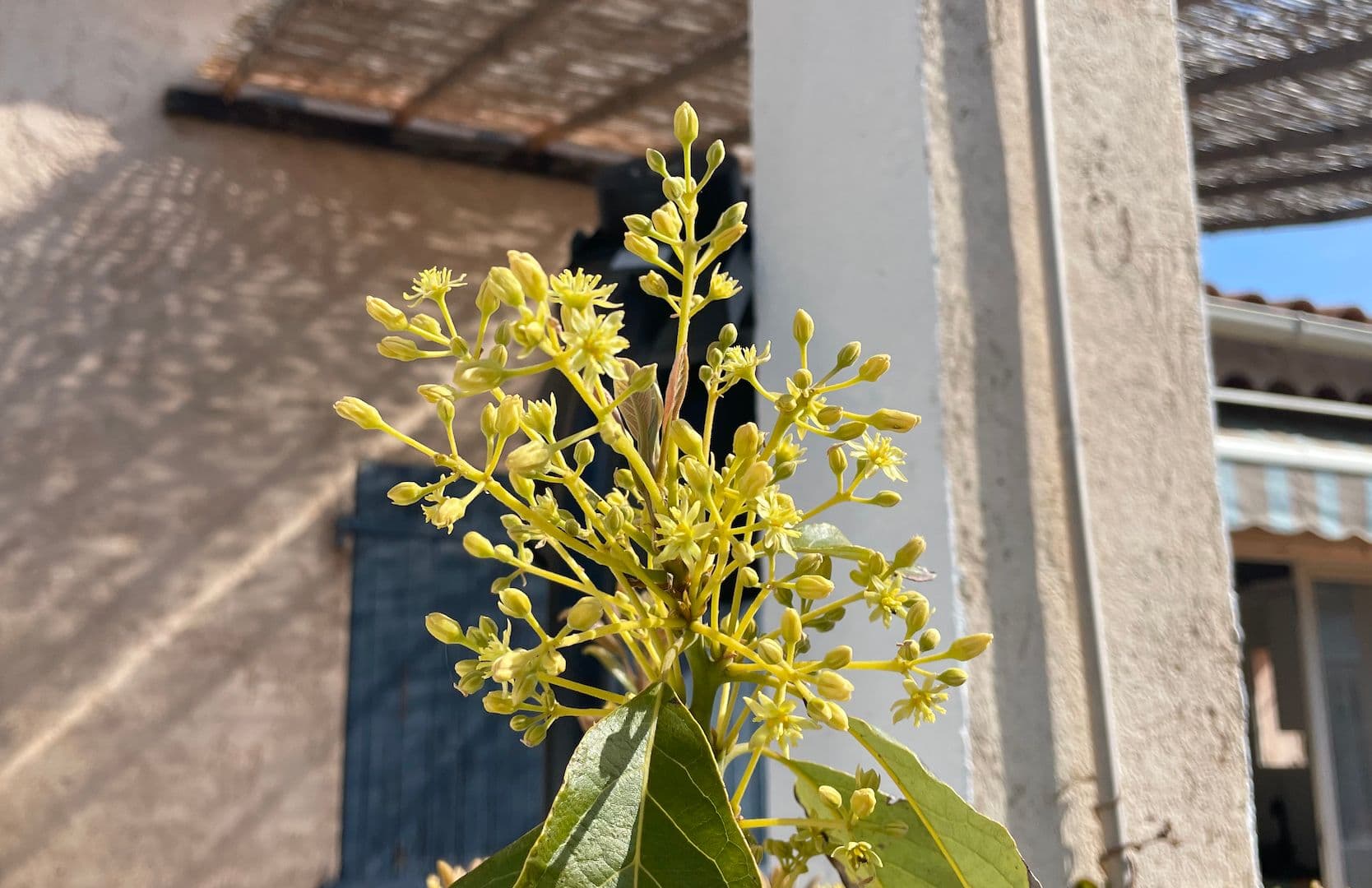 Fleurs d'avocatier