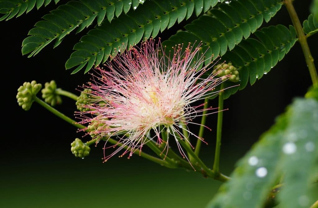 Une fleur d'albizia, un arbre qui pousse vite
