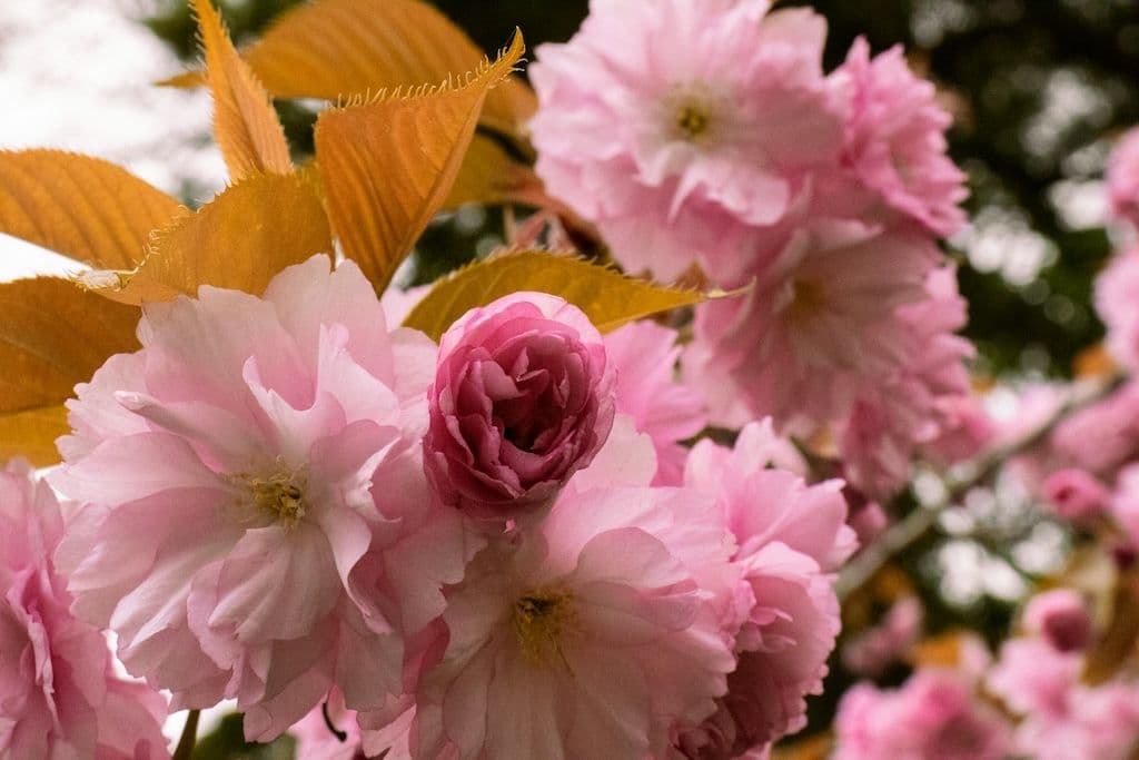 Fleur de cerisier du Japon Kanzan