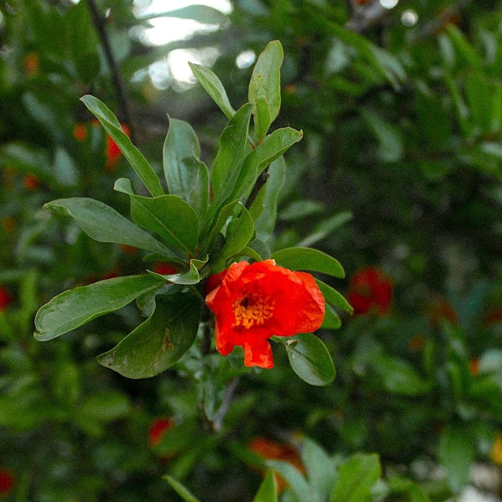 Fleurs sur un grenadier adulte