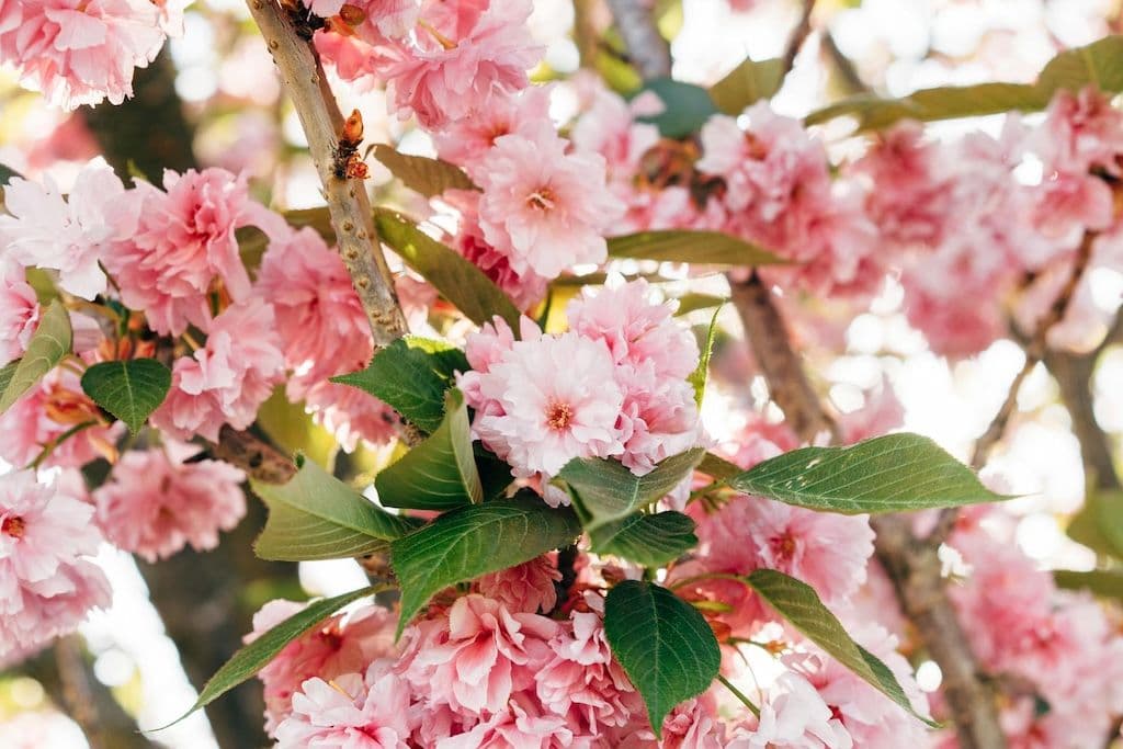 Fleurs de cerisier du japon sur une branche de l'arbre