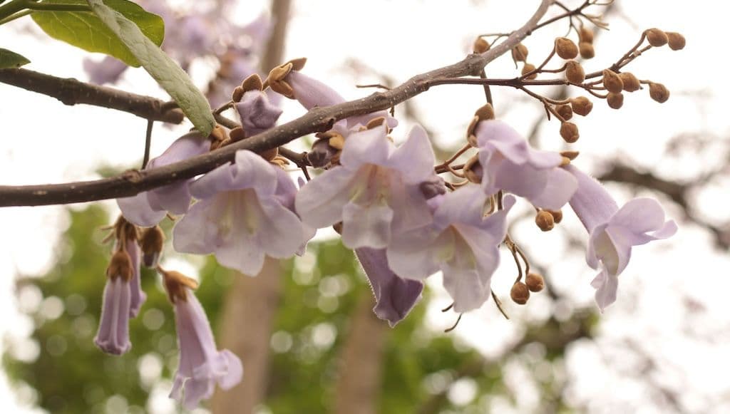 Fleurs de paulownia