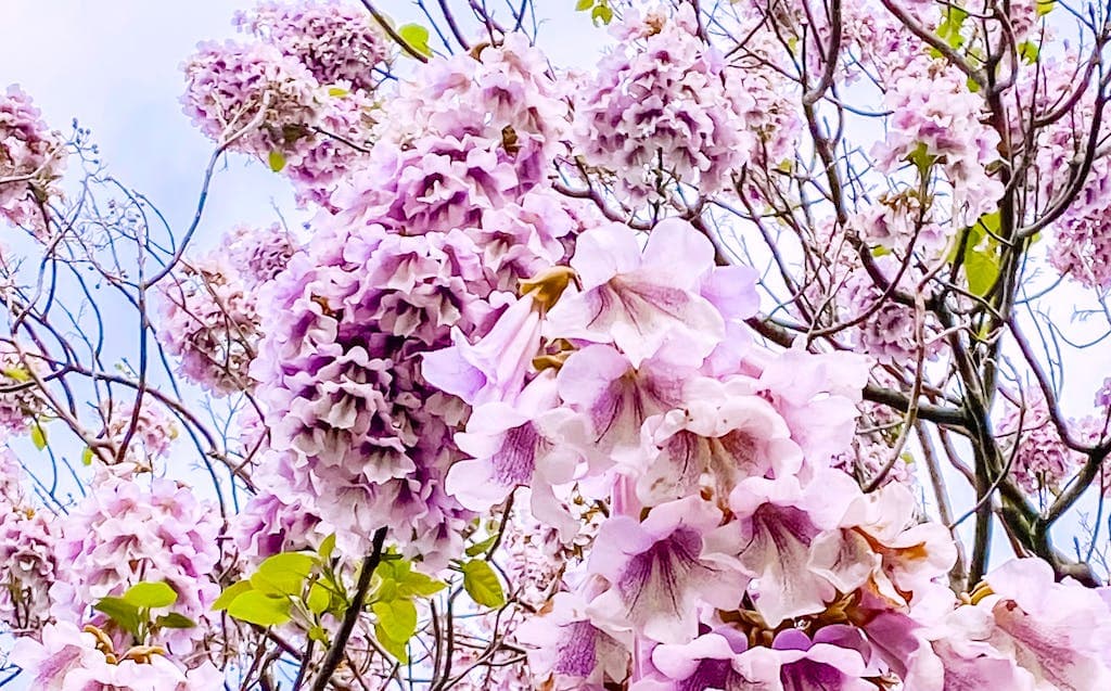 Paulownia en fleur