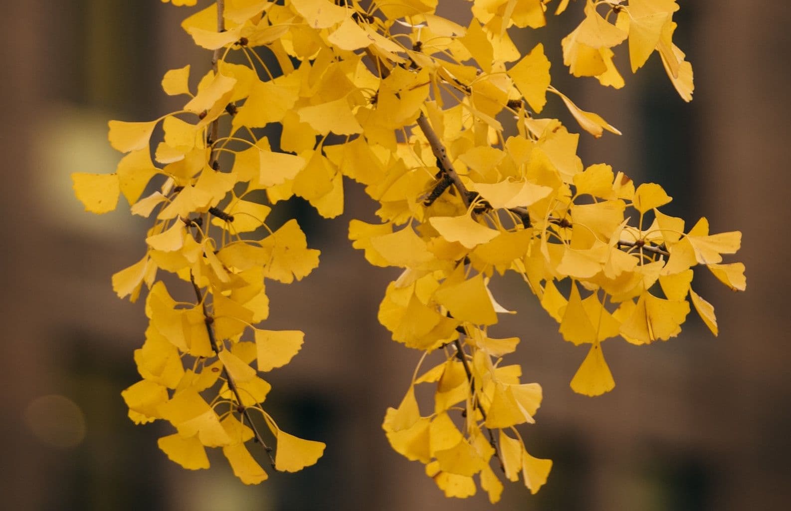 Ginkgo biloba