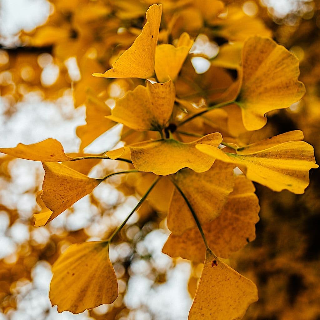 Ginkgo Biloba en Pot