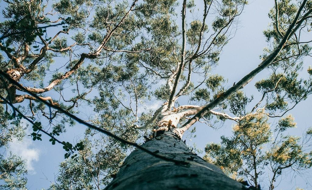 Grand Eucalyptus