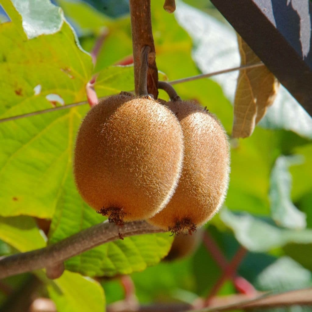 Plusieurs Kiwis Hayward femelles découpés