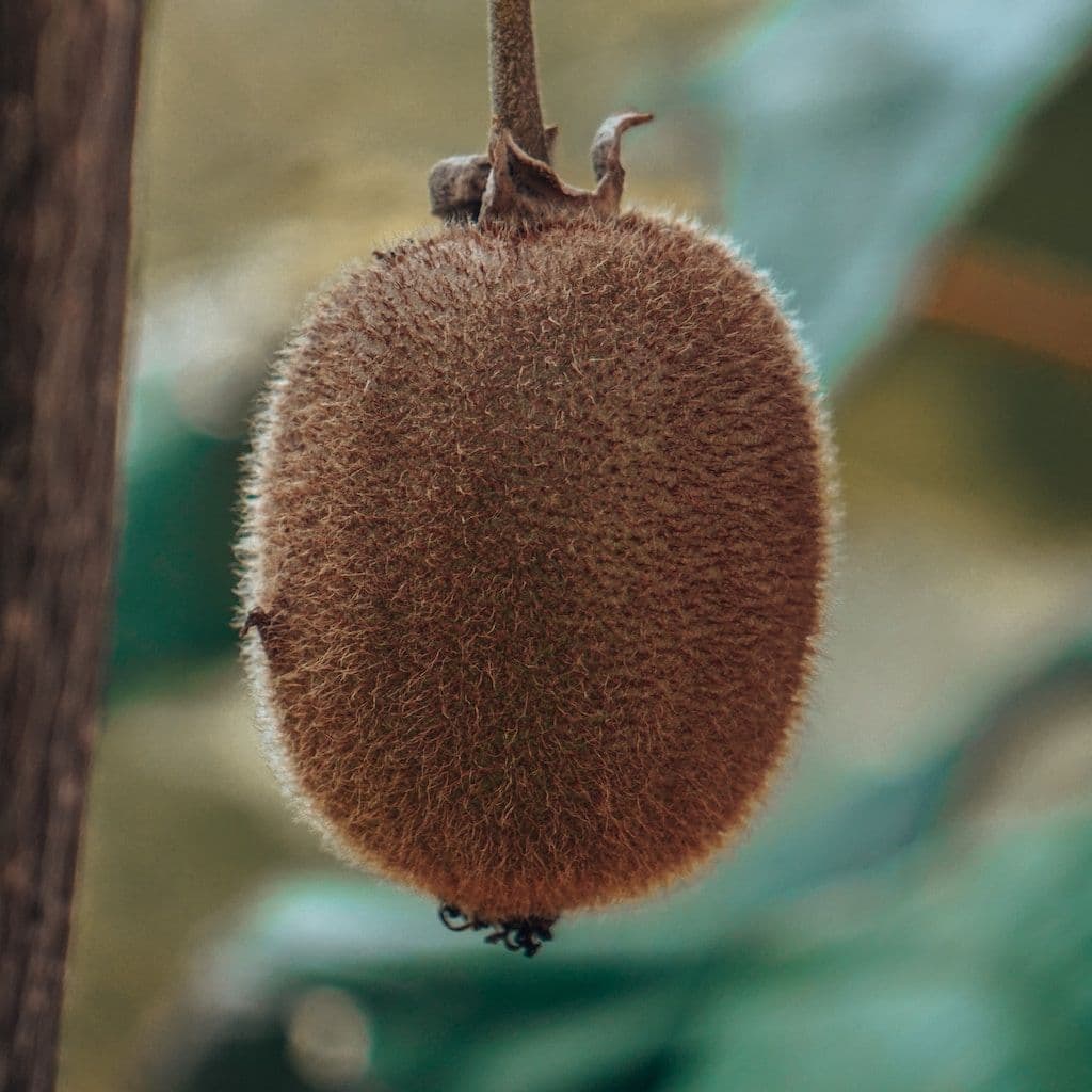 Un Kiwi qui pend d'un arbre