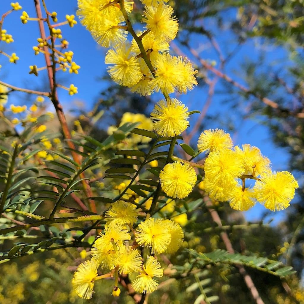 Mimosa des 4 saisons en fleur