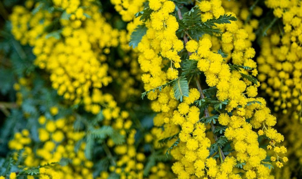 Mimosa Gaulois en fleur